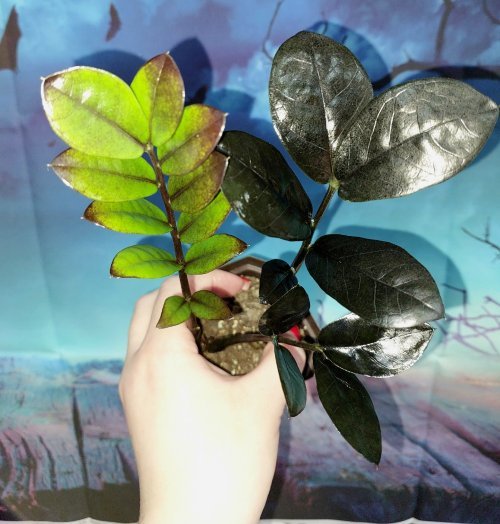 Zamioculcas Raven