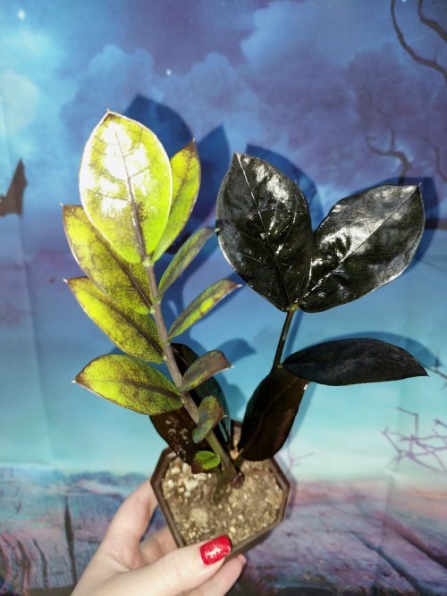 Zamioculcas Raven