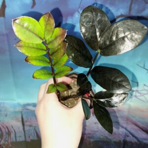 Zamioculcas Raven