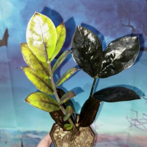 Zamioculcas Raven