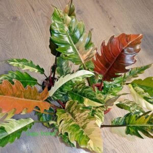 Philodendron Caramel Marble