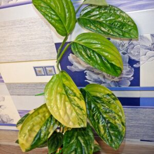 Monstera karstenianum variegata