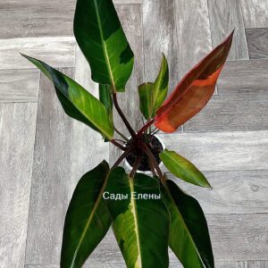 Philodendron Congo Firebird variegated