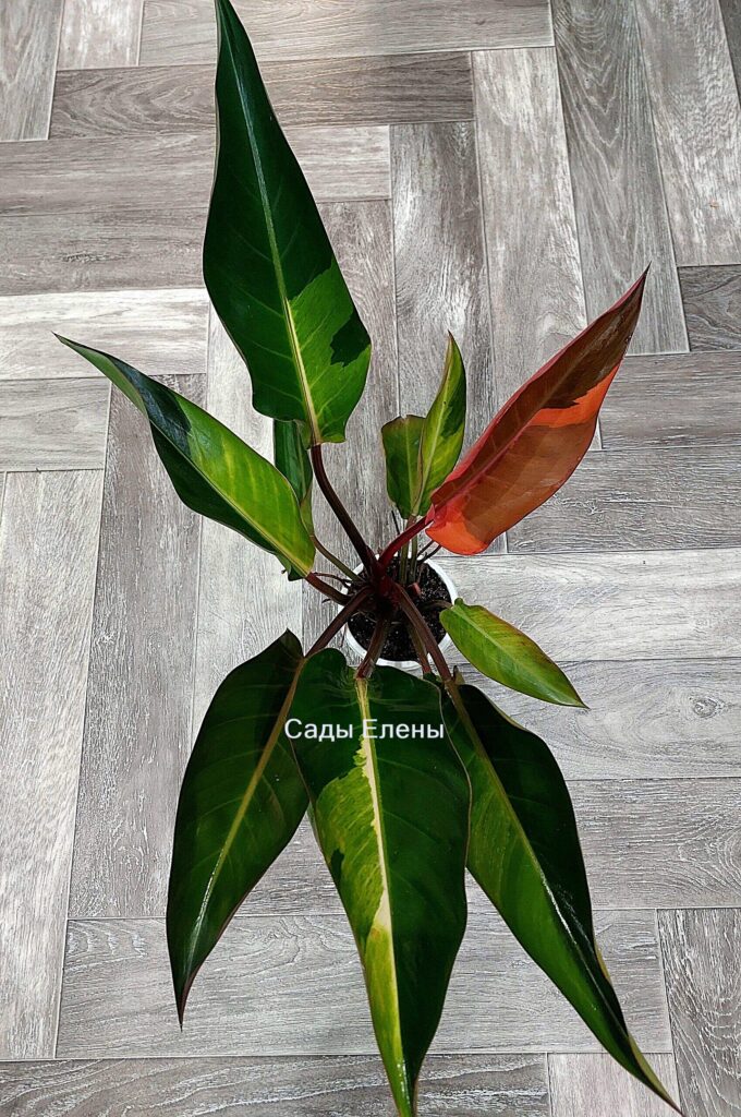 Philodendron Congo Firebird variegated