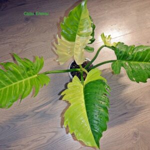 Philodendron Serratum Gold Variegated