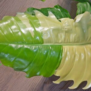 Philodendron Serratum Gold Variegated