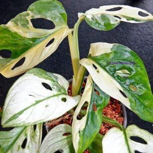 Monstera adansonii variegata