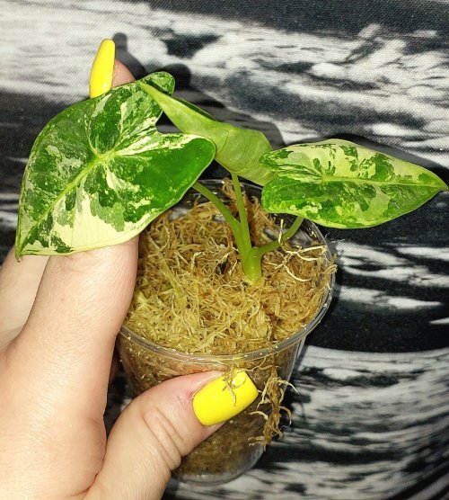 Alocasia Frydek variegated