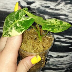 Alocasia Frydek variegated