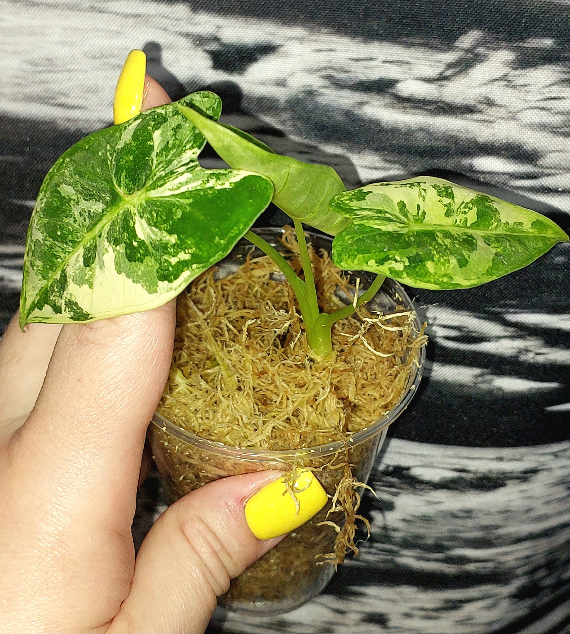 Alocasia Frydek variegated