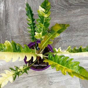 Philodendron Jungle Boogie Variegated