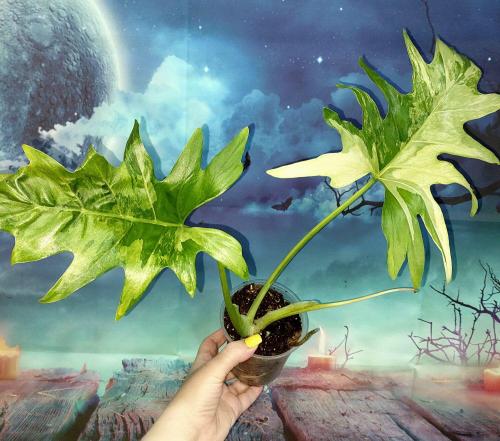 Philodendron Warszewiczii Variegated