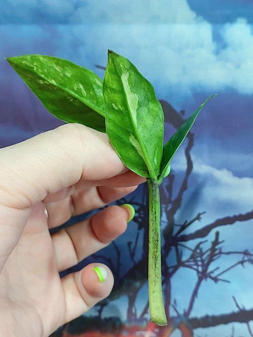 Zamioculcas Queen