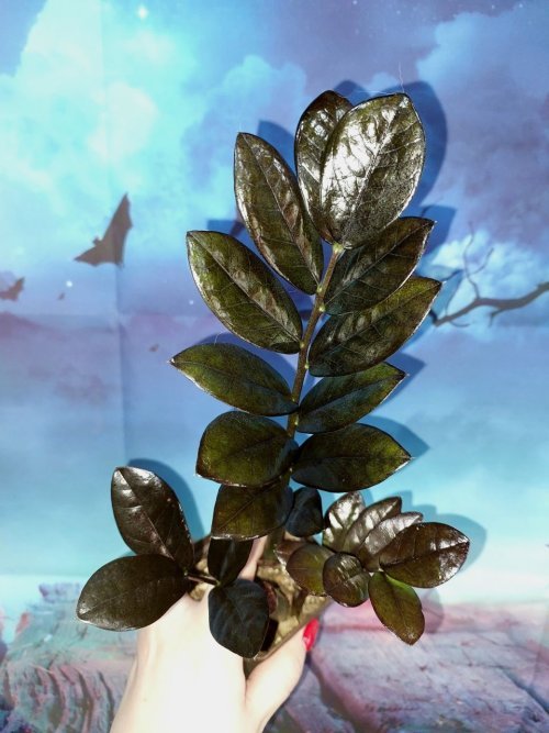 Zamioculcas Raven