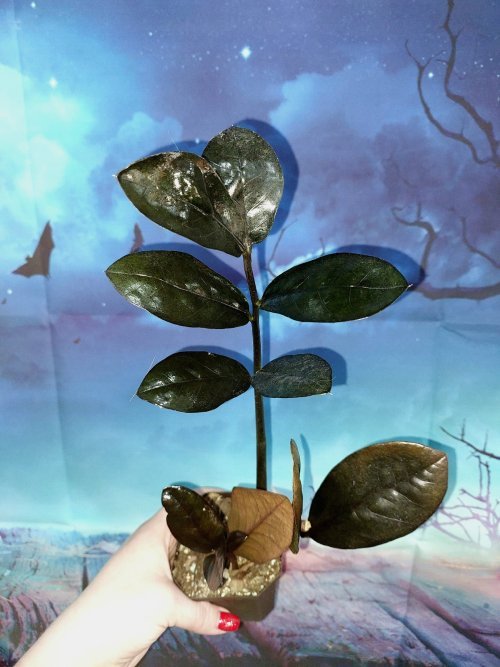 Zamioculcas Raven