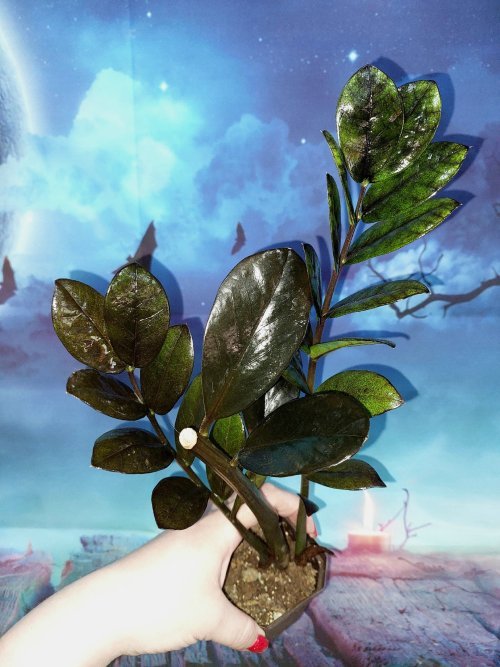 Zamioculcas Raven