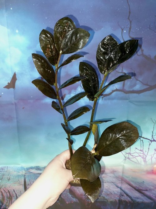 Zamioculcas Raven