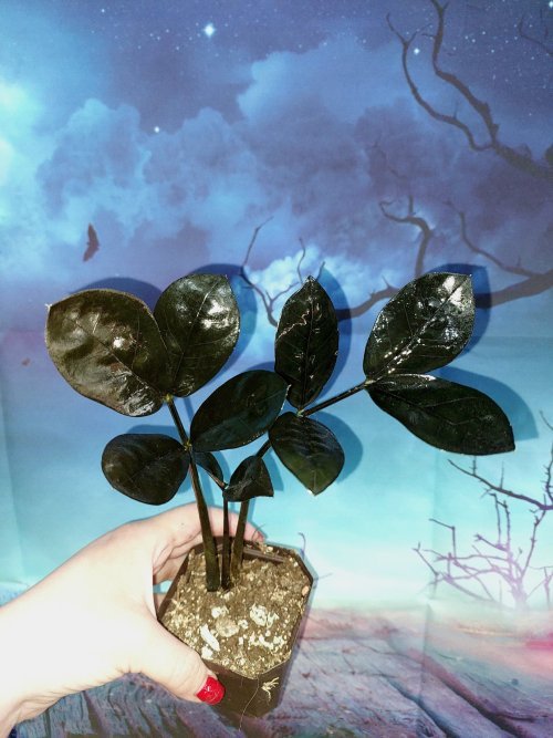 Zamioculcas Raven