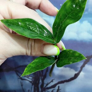 Zamioculcas Queen