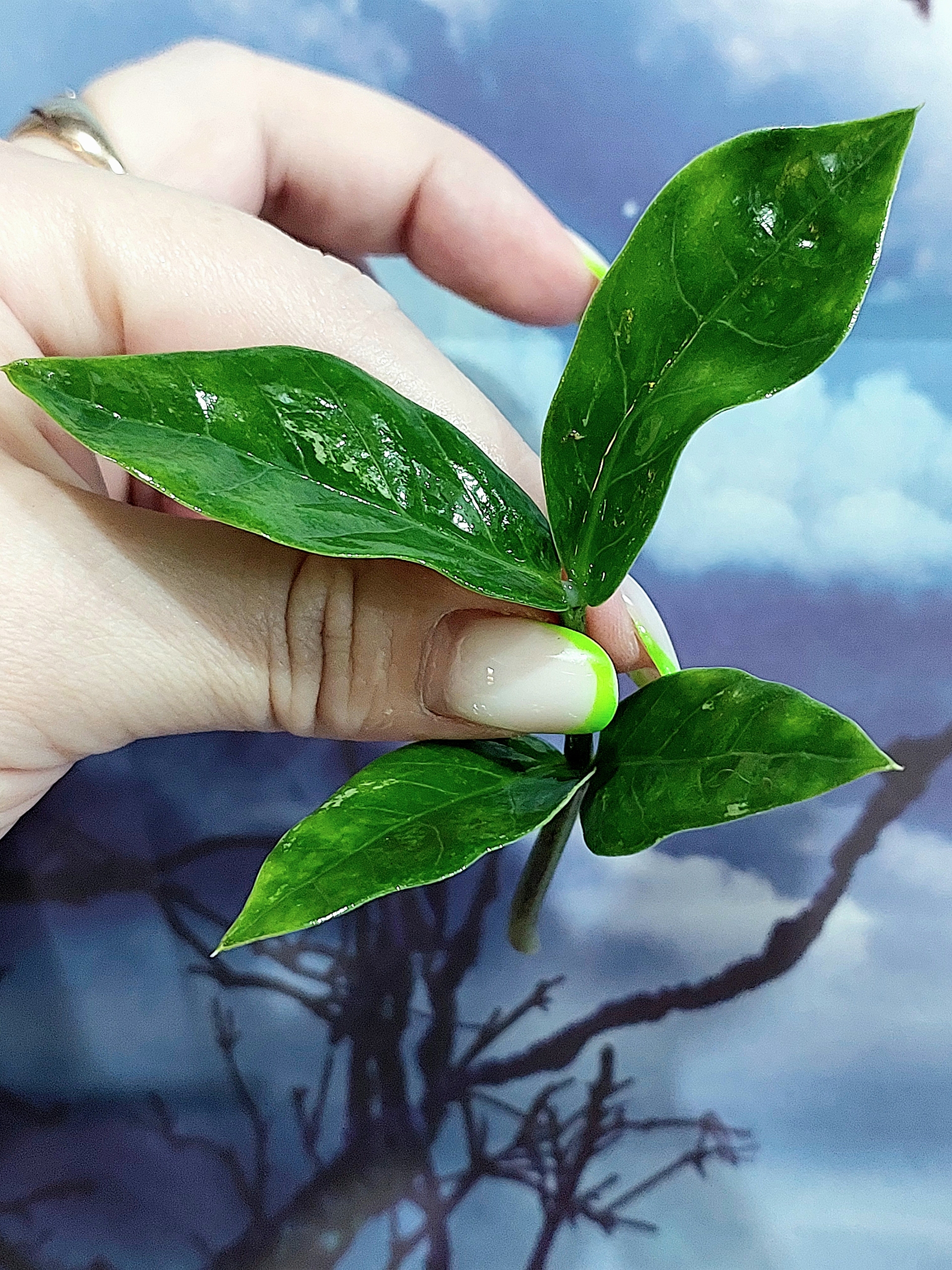 Zamioculcas Queen
