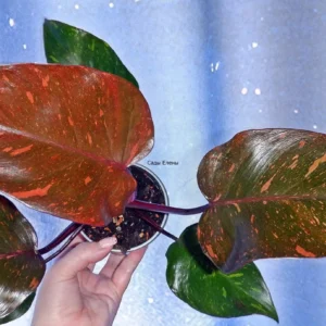 Philodendron Orange Princess