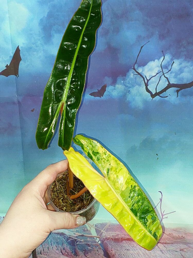 Philodendron Billietiae Variegated