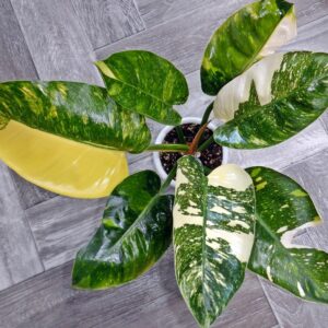 Philodendron Congo Green Marble Variegated