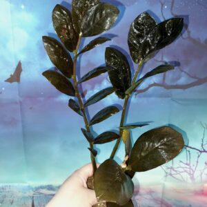 Zamioculcas Raven