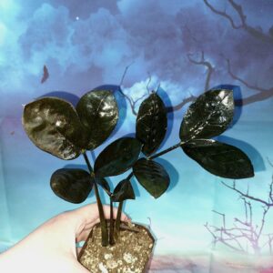 Zamioculcas Raven