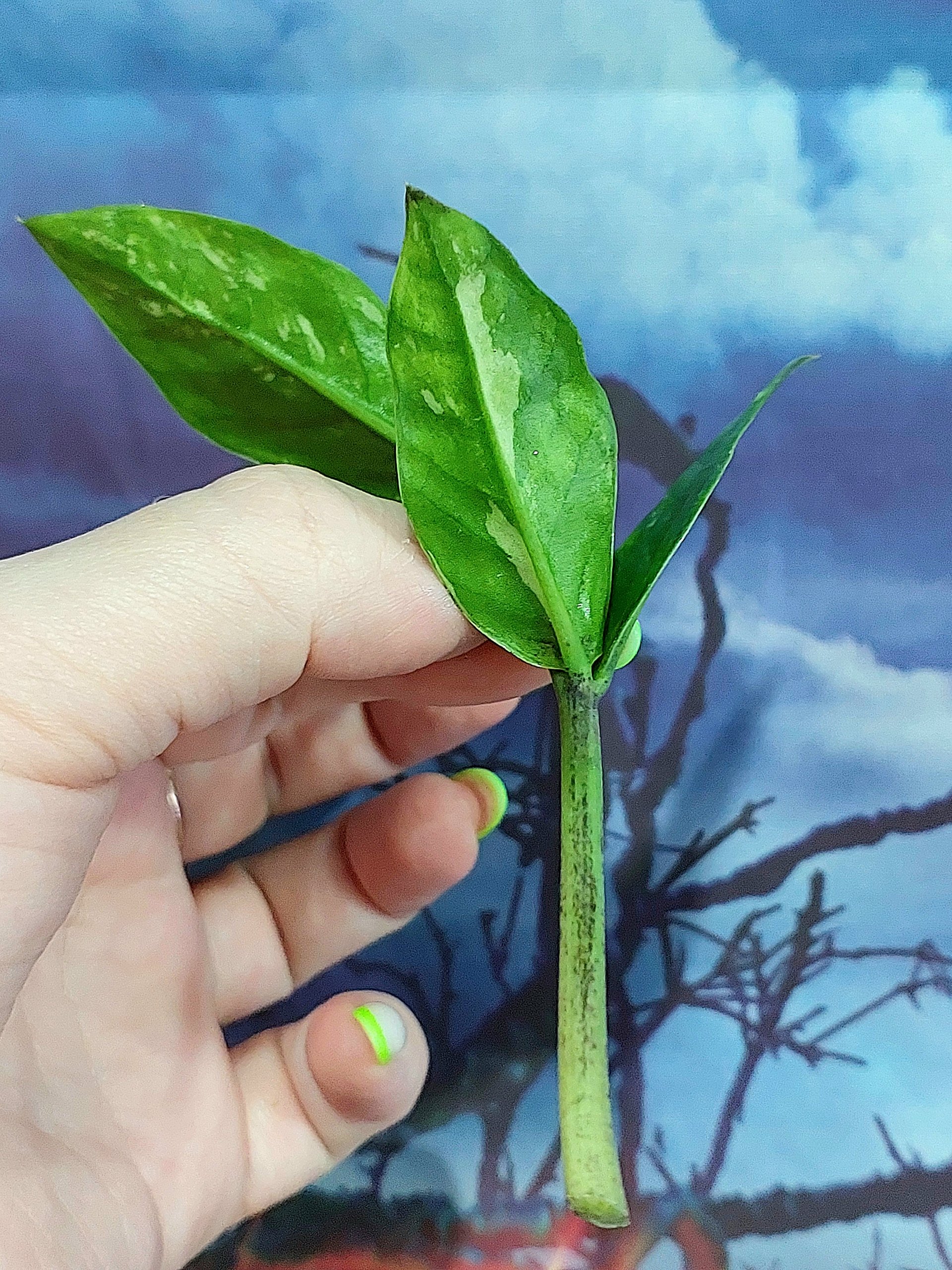 Zamioculcas Queen