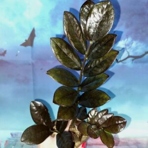 Zamioculcas Raven