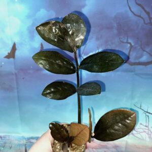 Zamioculcas Raven