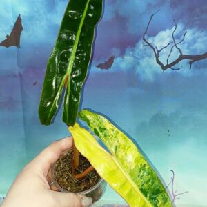 Philodendron Billietiae Variegated