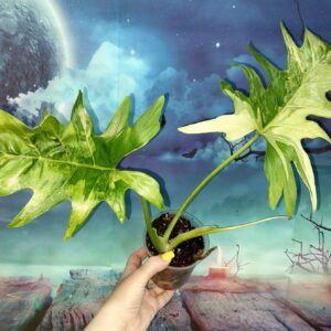 Philodendron Warszewiczii Variegated