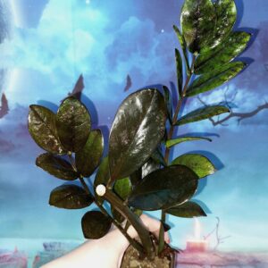 Zamioculcas Raven