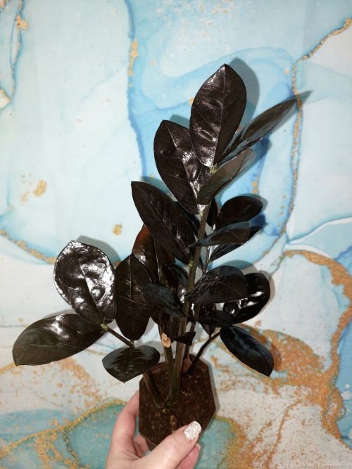 Zamioculcas Raven