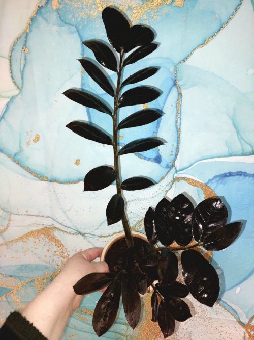 Zamioculcas Raven