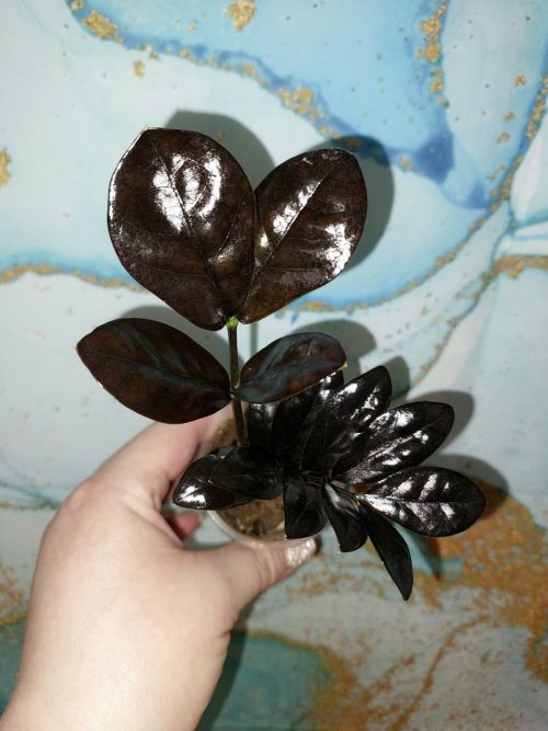 Zamioculcas Raven