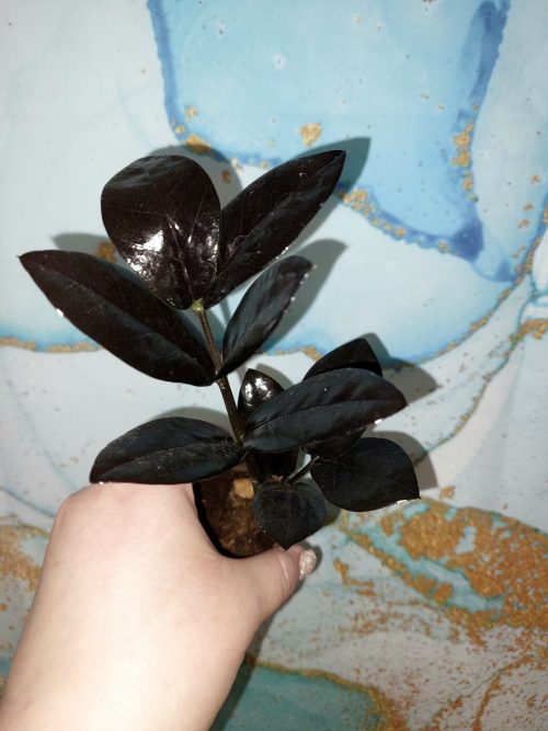 Zamioculcas Raven