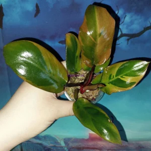 Philodendron Black Cardinal Variegated