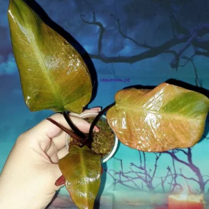 Philodendron Black Cardinal Variegated