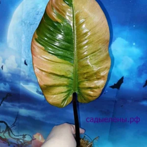 Philodendron Black Cardinal Variegated