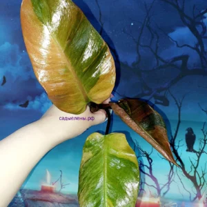 Philodendron Black Cardinal Variegated