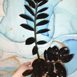 Zamioculcas Raven