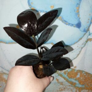 Zamioculcas Raven