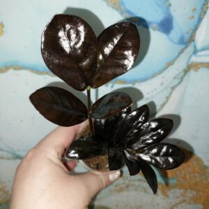 Zamioculcas Raven