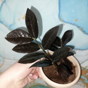 Zamioculcas Raven