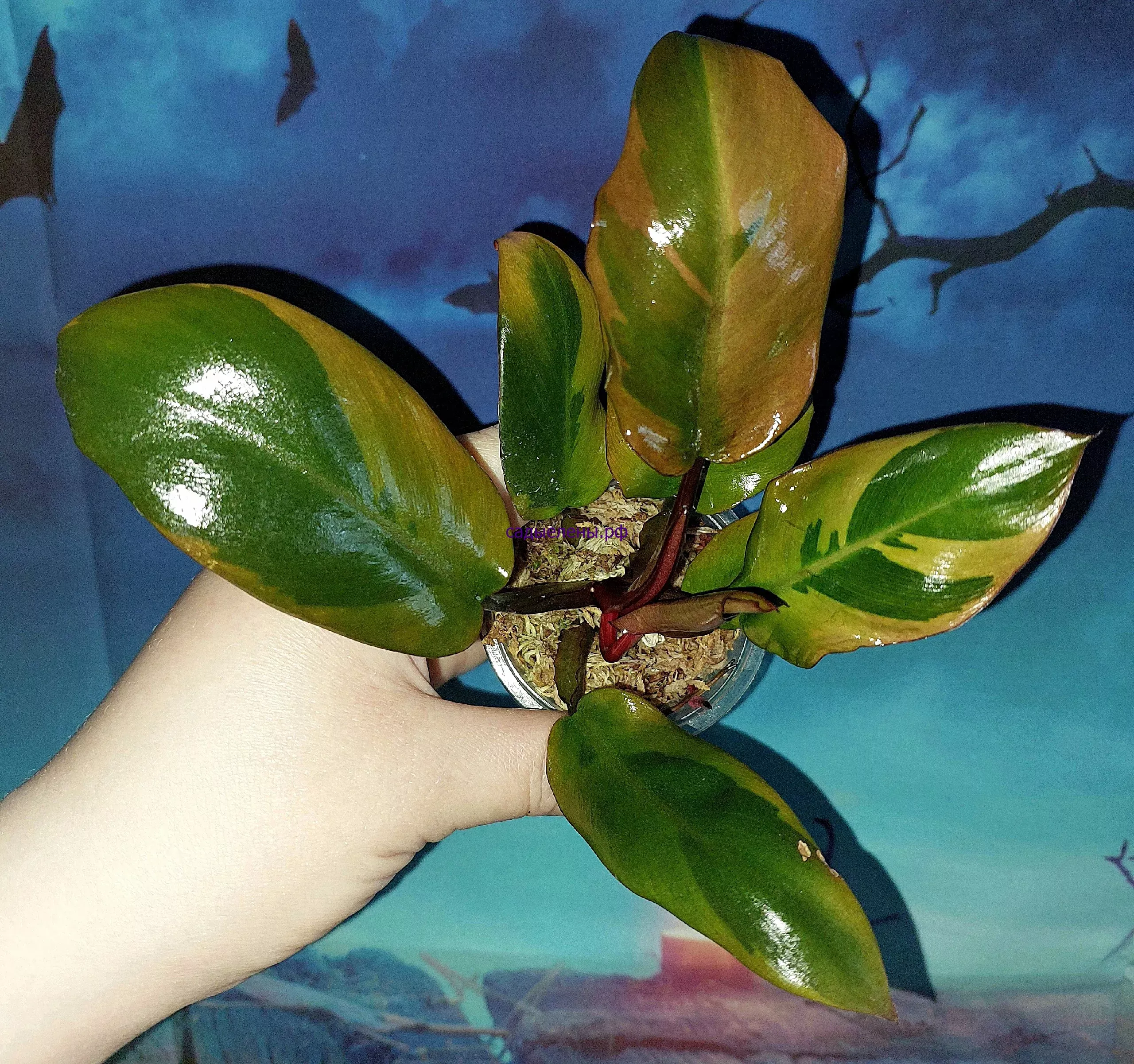 Philodendron Black Cardinal Variegated