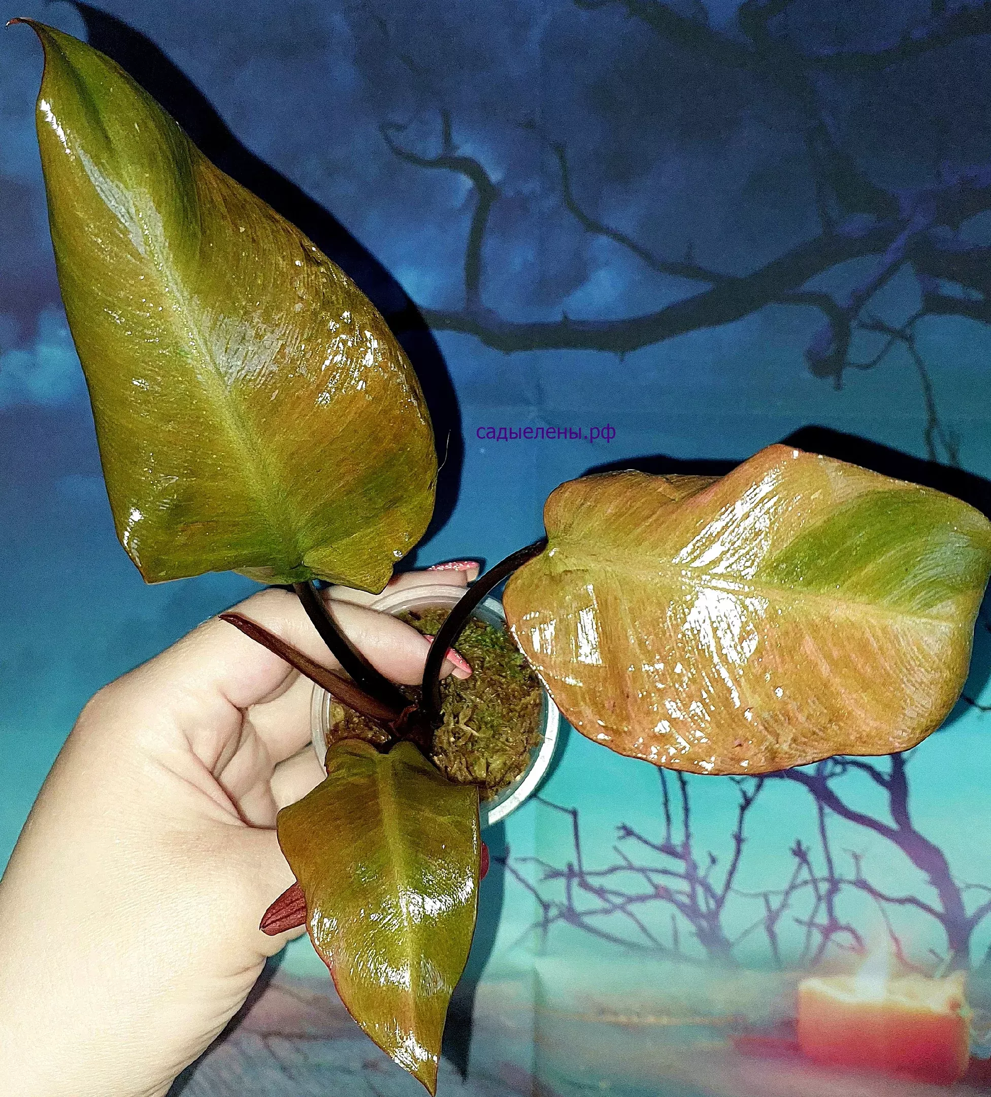Philodendron Black Cardinal Variegated