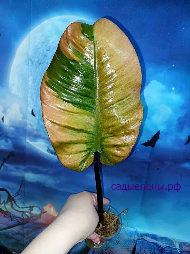 Philodendron Black Cardinal Variegated